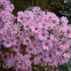 Aster Ericoides Pink starr